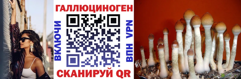 Псилоцибиновые грибы Psilocybe  площадка как зайти  Апатиты 